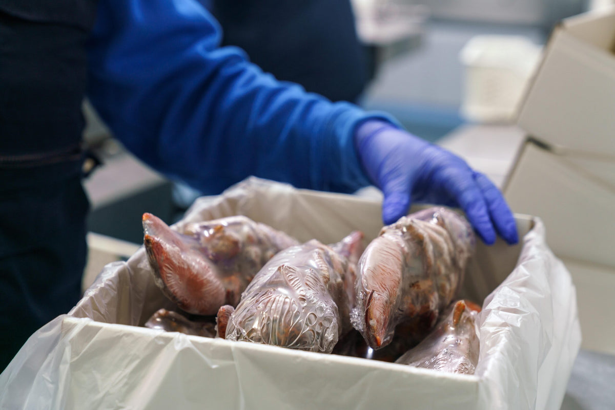 Cambio societario y nuevo rumbo hacia los procesos de pescado